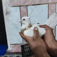 جوجه طوق زرد|پرنده|گتوند, |دیوار