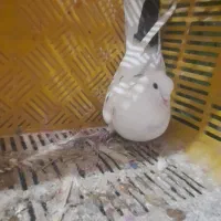 کبوتر پرشی|پرنده|ایجرود, |دیوار