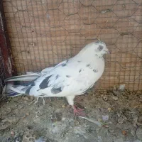 سلام خدمت عشقبازان تعدادی کفتر هر کسی خواست درخدمت