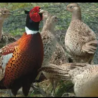 مرغ وخروس آمریکایی