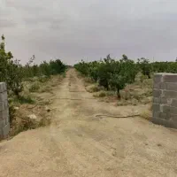 زمین-باغی-در-شاهین-شهر