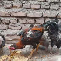 خروس