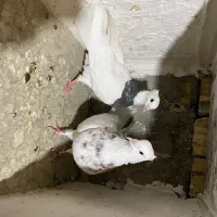 کبوتر