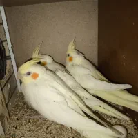 جوجه عروس هلندی لوتینو و گلباقالی