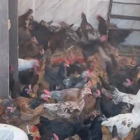 بزرگ ترین حراج جوجه مرغ خروس در شیراز  ارسال رایگا|حیوانات مزرعه|شیراز, قلعه نو|دیوار