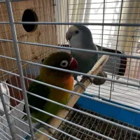 فروش یک جفت طوطی برزیلی با بچش