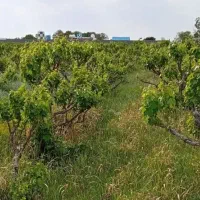 باغ و باغچه۱۷۰متری/کنتور برق/سندارعرصه و عیان