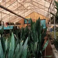 اجاره گلخانه و زمین مناسب گلهای بیرونی و توسعه