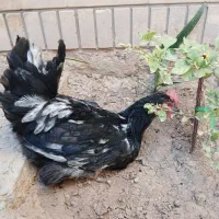 خروسهای جوان