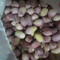 پسته تازه|خوردنی و آشامیدنی|قم, حنیف نژاد|دیوار