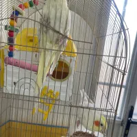 عروس هلندی|پرنده|سبزوار, میدان بار|دیوار