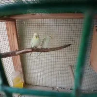 مرغ عشق معمولی و.   رینبو اصل