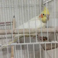 عروس هلندی ماده|پرنده|شاهین‌شهر, نبوت|دیوار