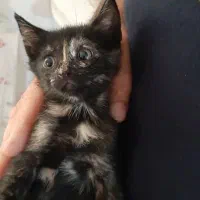 بچه گربه زیبا دوماه بدون مادر