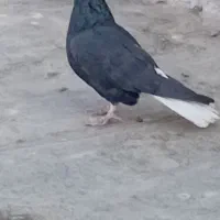 دم سفید|پرنده|فلاورجان, |دیوار