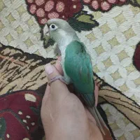 گرینچک نرم خور پایین اپل فول دستی