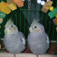 گمشده