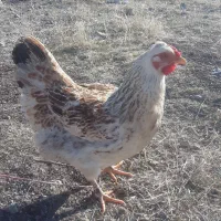 مرغ خروس گلین لری عشاری