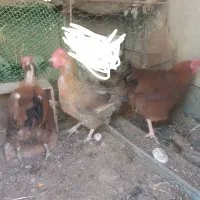 سه عدد مرغ تخم گذار