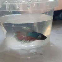 یک جفت ماهی فایتر