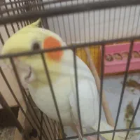 عروس‌هلندی