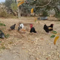 بقلمون با مرغ|حیوانات مزرعه|دیواندره, |دیوار