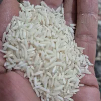 برنج اصل طارم استانه اشرفیه