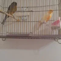 دوعدد قناری نر