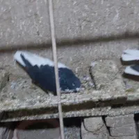 کبوترهای رنگی|پرنده|تاکستان, |دیوار