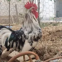 خروس یکساله