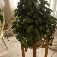 گیاه|گل و گیاه طبیعی|تهران, مینیسیتی (شهرک نفت)|دیوار