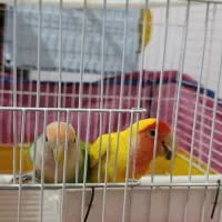 کوتوله برزیلی