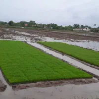 برنج صدری و هاشمی درجه ۱ به شرط پخت