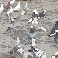 کفتر‌ تهرونی‌وپرشی‌ اصیل‌ایرانی‌