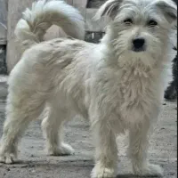 سگ پاکوتاه ماده