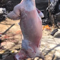 سلاخی و ذبح