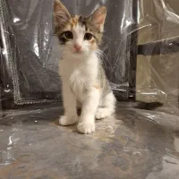 واگذاری سیمبا|گربه|تهران, مختاری|دیوار