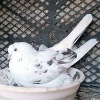 کبوتر پرشی تضمینی