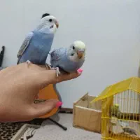 جوجه مرغ عشق تازه دونخورشده
