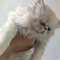 بچه گربه پرشین هیمالین سوپرفلت ماده سفیدچشم سبزآبی|گربه|تهران, حافظیه|دیوار