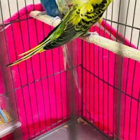 جفت مرغ عشق دوگُل با جوجه