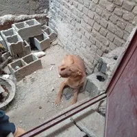 سگ نگهبان