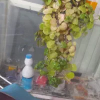 آکواریوم بزرگ با پایه