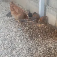 مرغ باهفت تاجوجه|حیوانات مزرعه|سیجوال, |دیوار