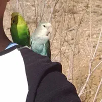 تخت متحرک|تخت و صندلی بچه|تربت جام, جلگه موسی آباد|دیوار