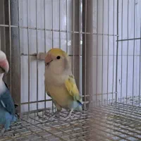 پرنده طوطی کوتوله|پرنده|تربت‌حیدریه, آسایش|دیوار