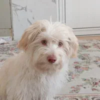 سگ شیتزو چسم سبز خاص