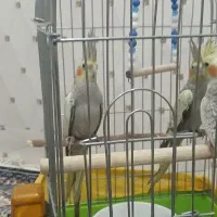 عروس هلندی دانی ۷۰۰