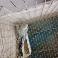 عروس هلندی نر گل باقالی معاوضه با ماده ۲ یا ۱ ساله|پرنده|تهران, اتابک|دیوار