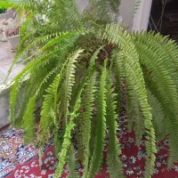 گل سرخس